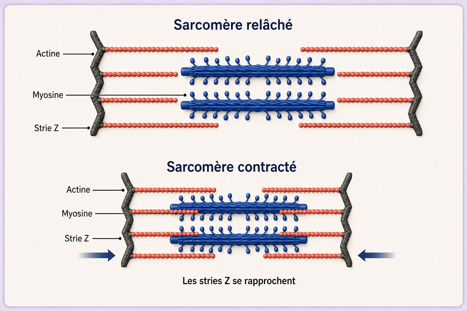Sarcomère relâché puis contracté : les filaments glissent sans raccourcir